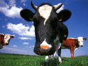 vaches_001.jpg