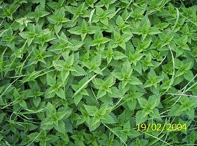 small_Ebsdorf_043.jpg